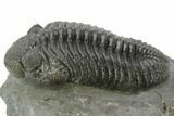 Large, Drotops Trilobite - Gorgeous Specimen #195821-1